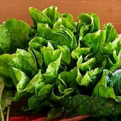 Gemüse aus der Region - Salat